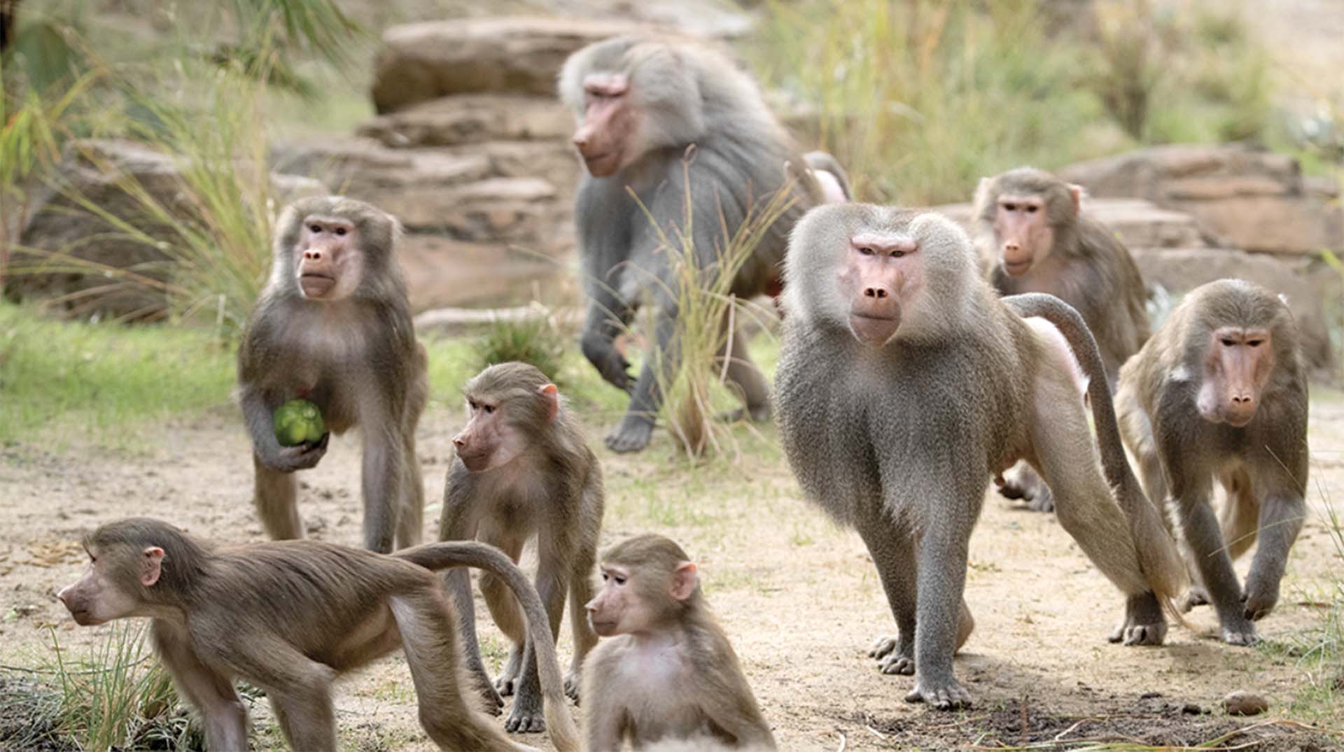 A troop of baboons in their natural habitat. Several adult baboons are walking and standing in a dry, grassy area, with some younger baboons also present