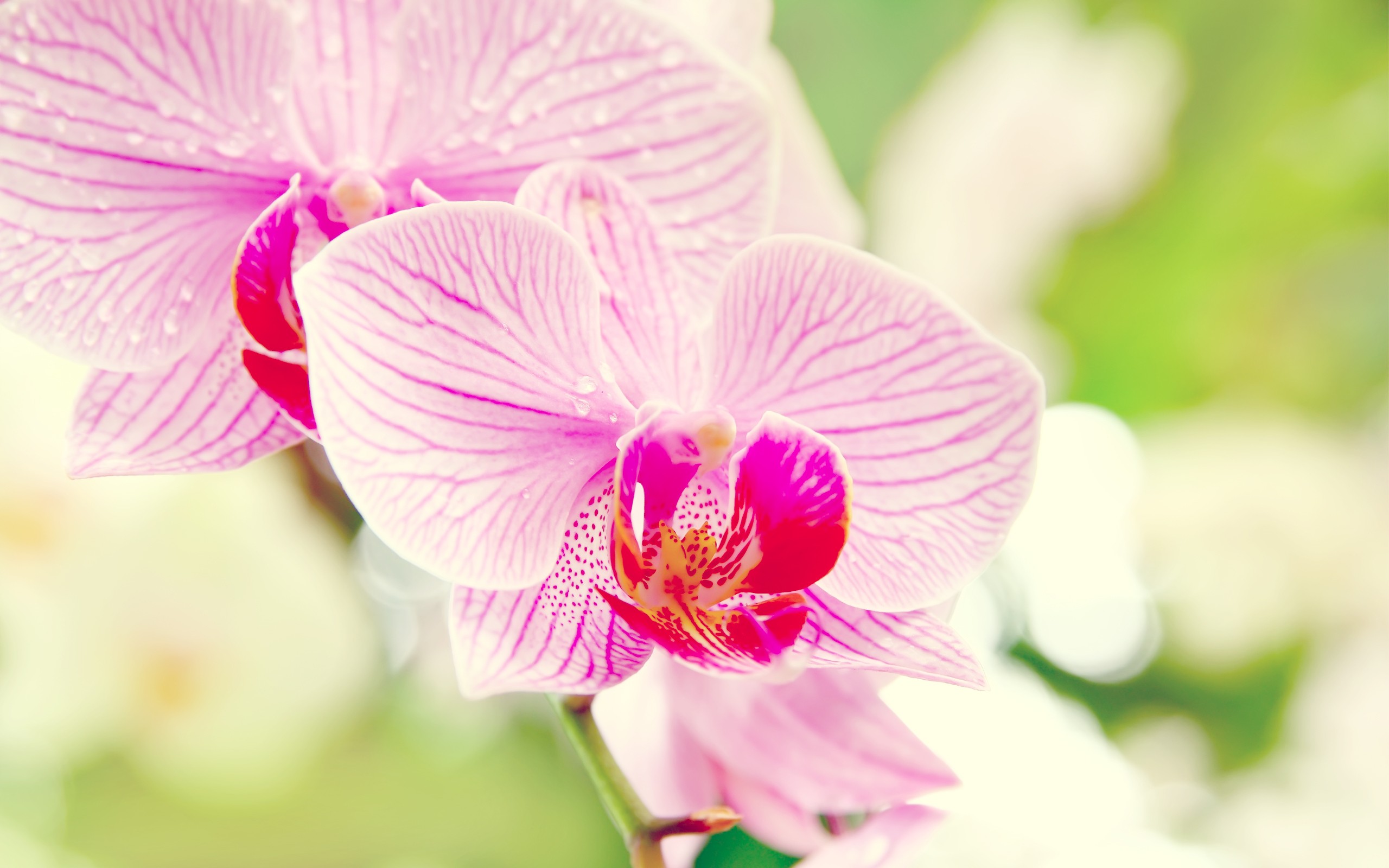 Pink Orchid Wallpaper Myspace Background