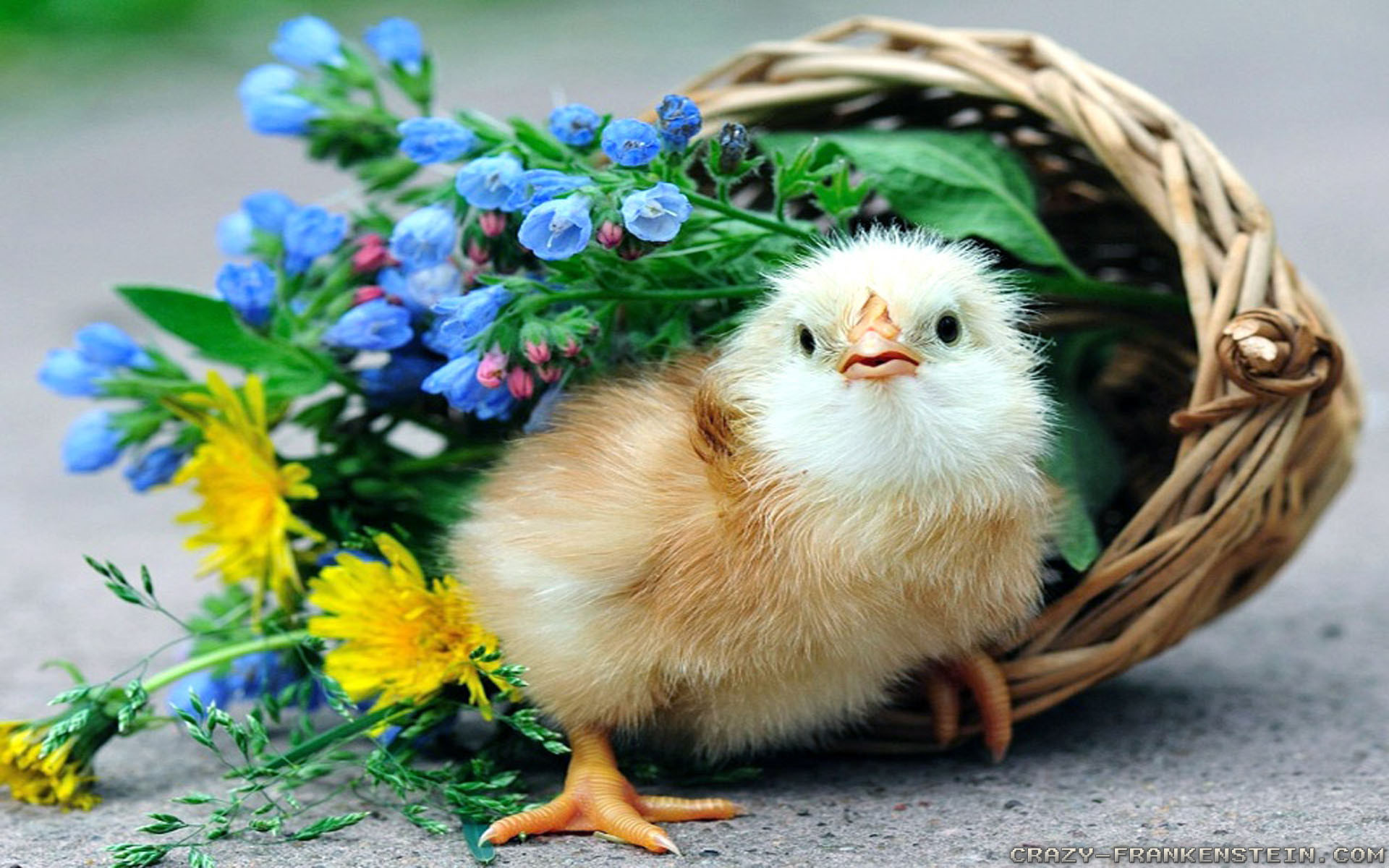 Chicken Wallpaper