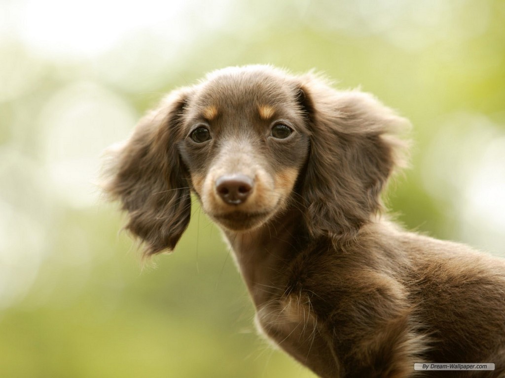 Pics Photos Mini Dachshund Wallpaper Dogs