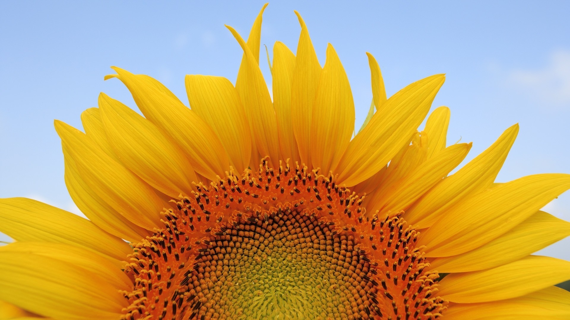Sunflower Puter Wallpaper Desktop Background Id