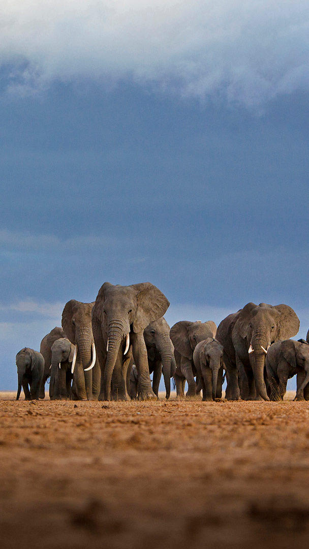 Bing HD Wallpaper Aug Don T Forget It S World Elephant