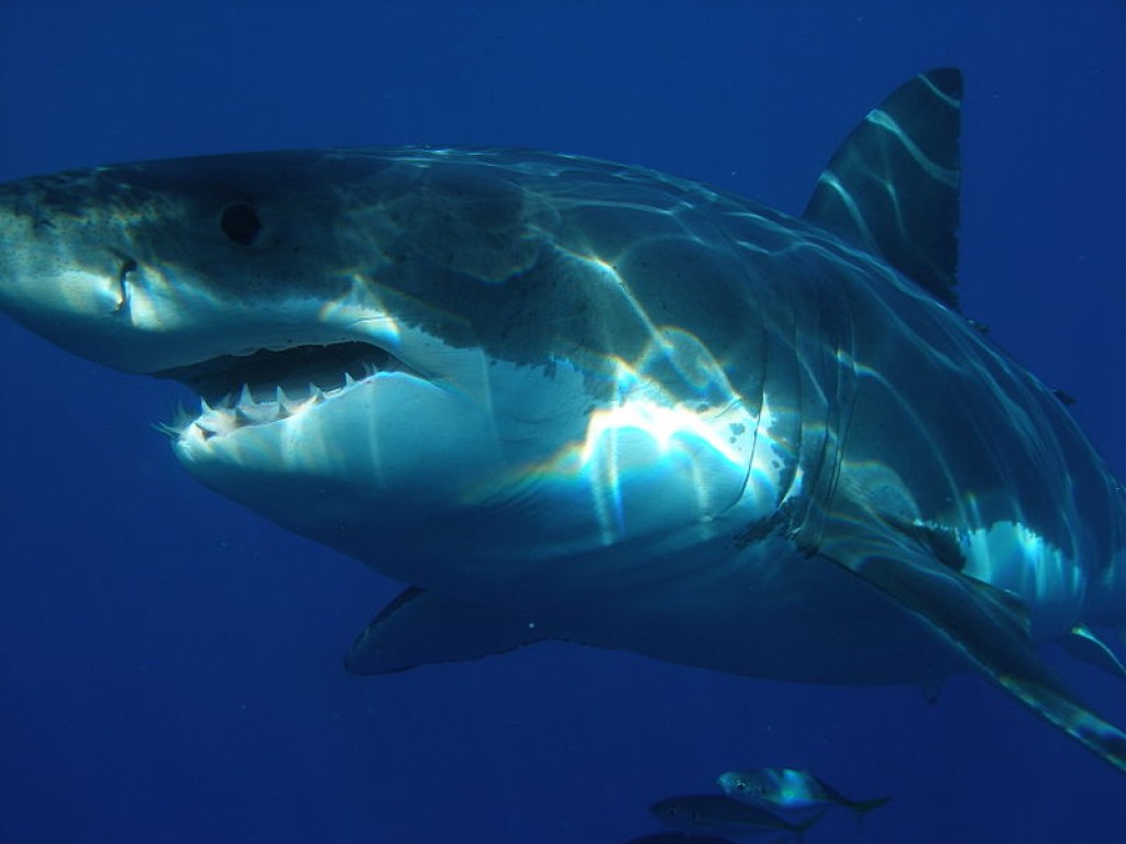  hd wallpaper Submarine Shark Terrifying Sea Creature HD Wallpaper 1024x768