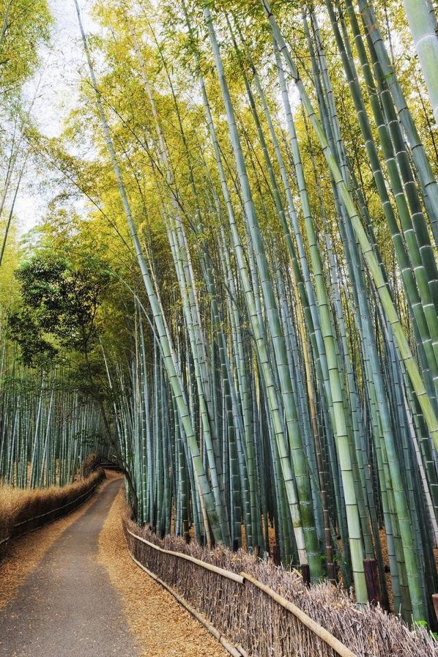 Japan Forest Bamboo Kyoto Wallpaper