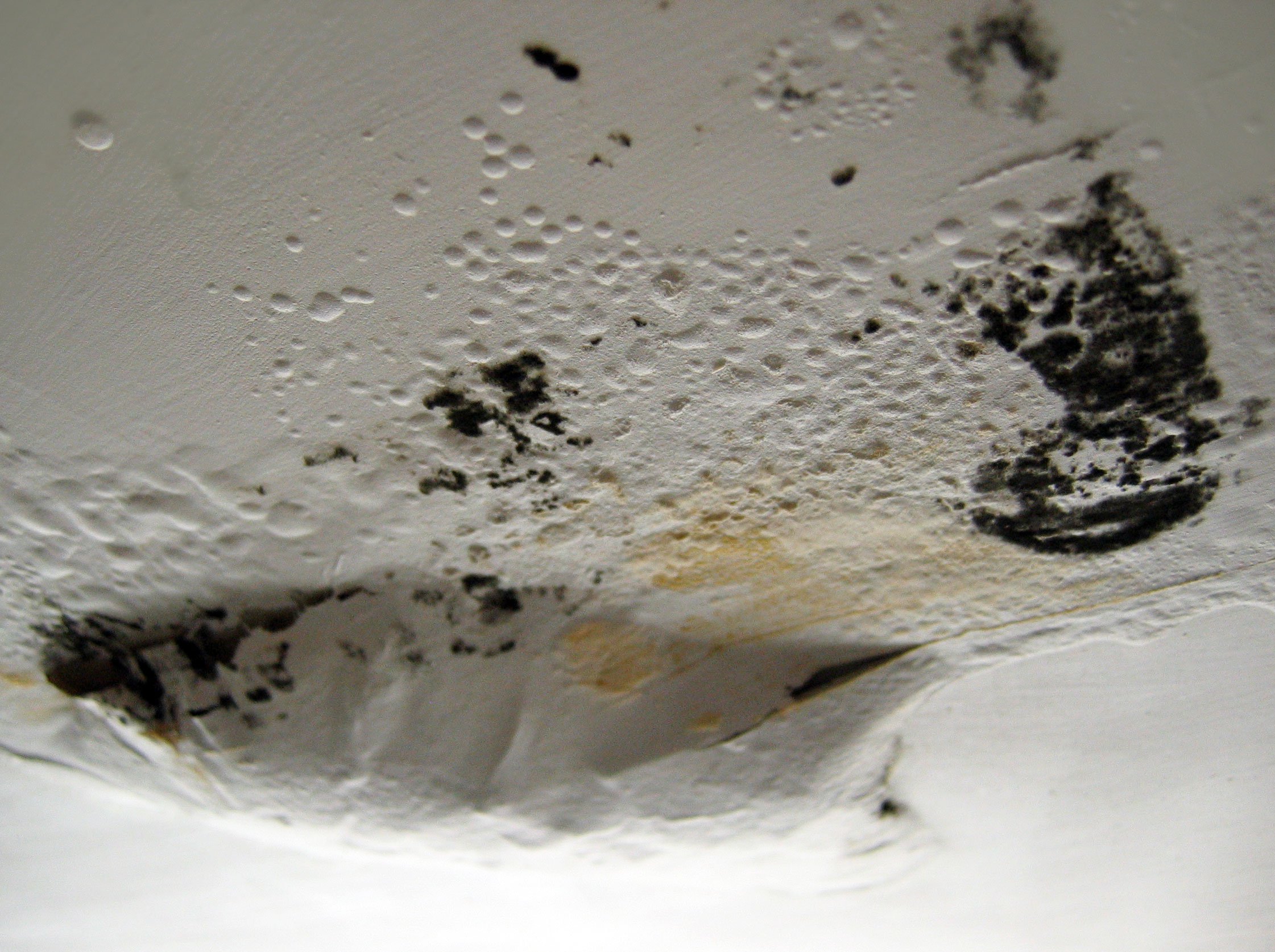 Black Mold In Ceiling Guide Everything You Need