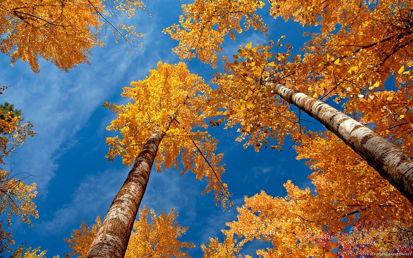 Trees Autumn Sky Wallpaper00003 Jpg