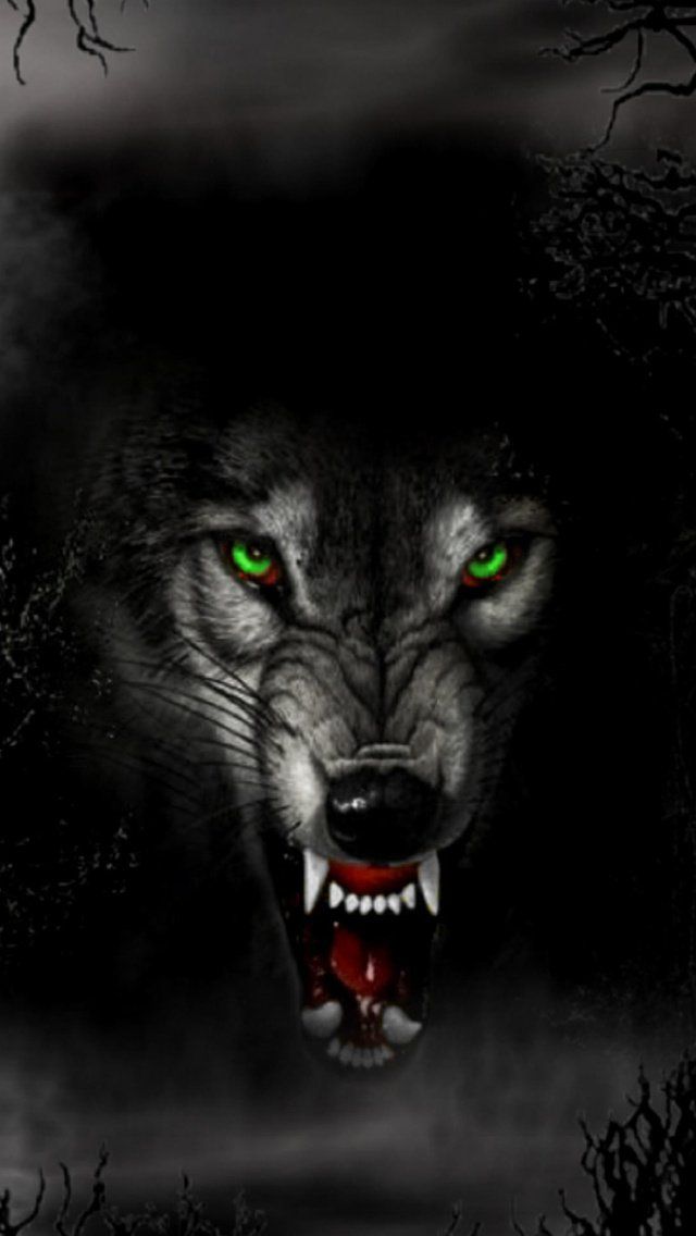 Wolf iPhone Background Wallpaper