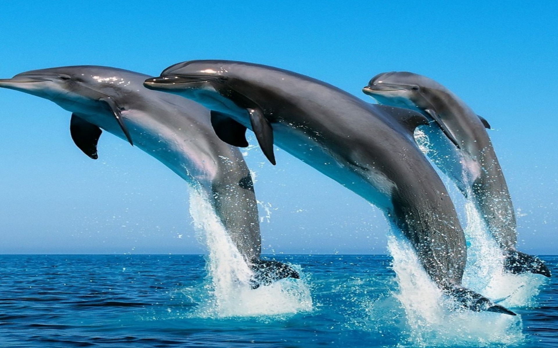 Dolphins HD Wallpaper For Desktop