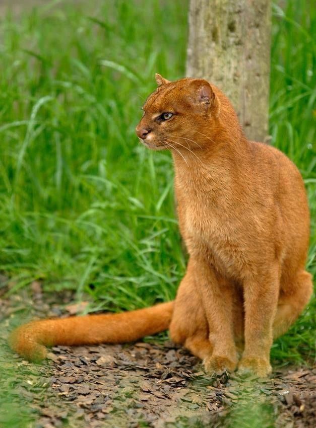 Puma South American Animals HD Wallpaper And Photos