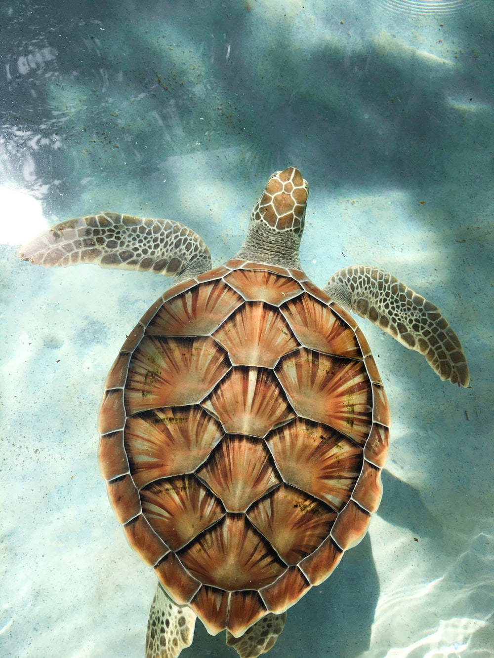 Cute Turtle Wallpaper