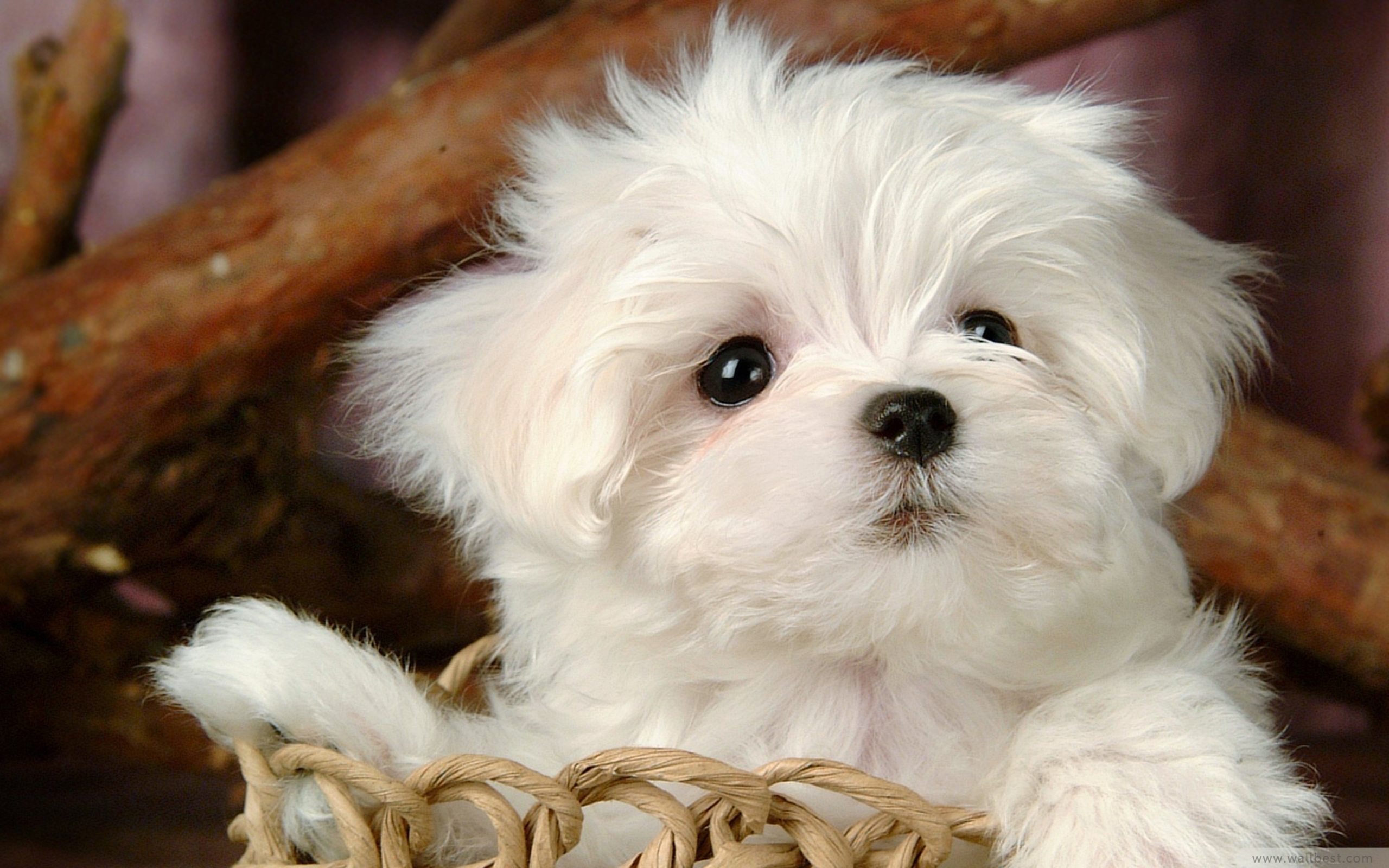 An adorable white Maltese puppy sits in a woven basket, its fluffy fur and innocent eyes capturing the essence of cuteness