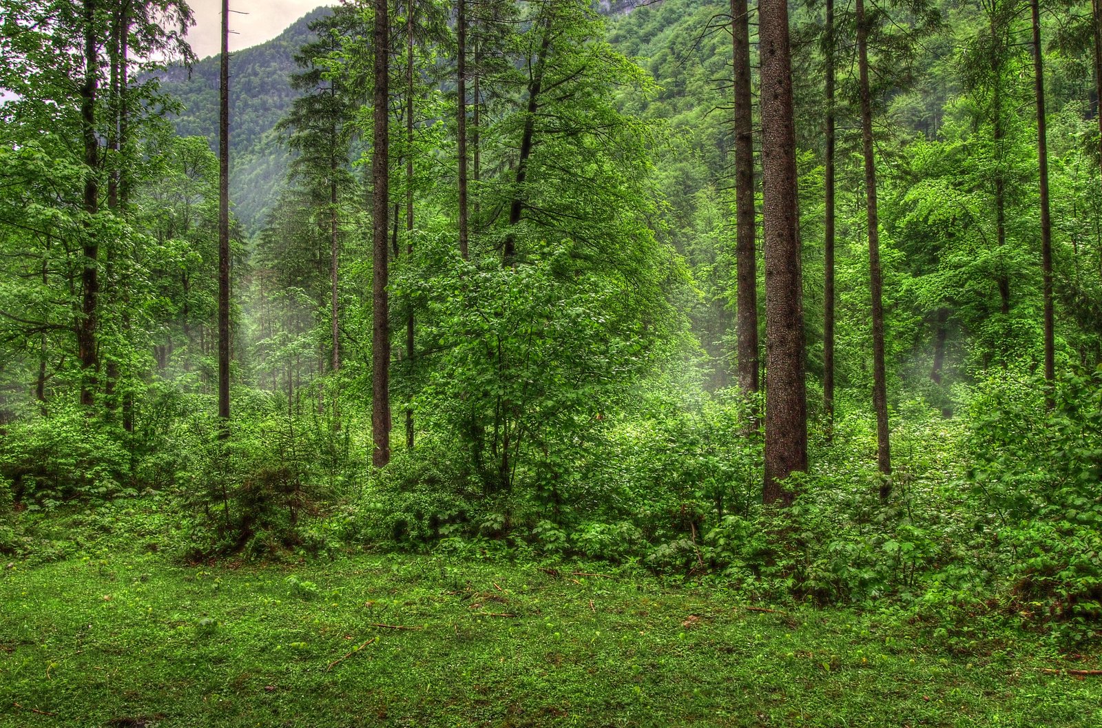 Image Stock Premade Background Nature Forest After Heavy Rain