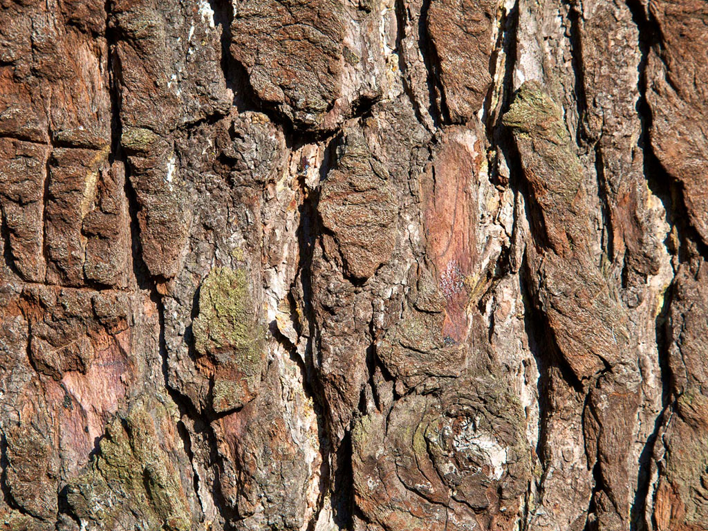 Keywords Tree Bark Wallpaper Desktop