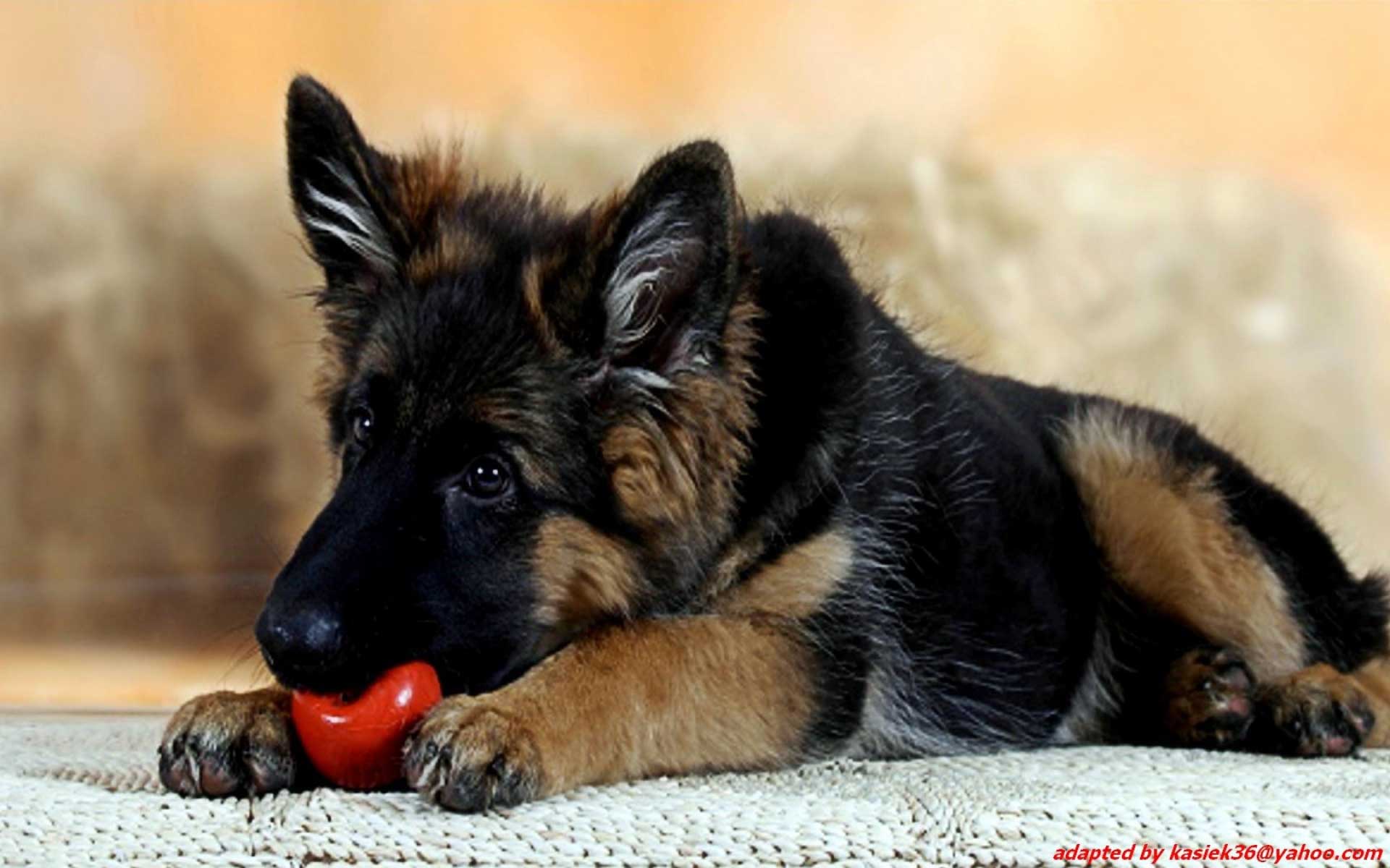 Home Animal German Shepherd Puppies Desktop Wallpaper