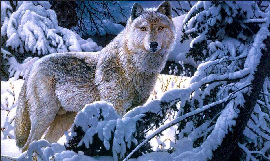 White Wolf Wallpaper In Snow Fall HD