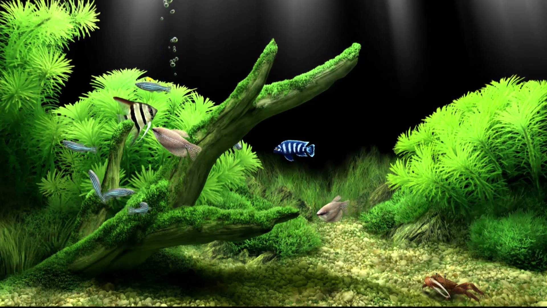 Aquarium HD 1080p Wallpaper - WallpaperSafari