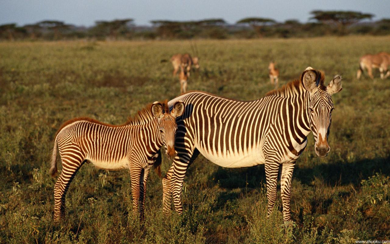 Animals African Zebra Pictures The Lives Of Wildlife