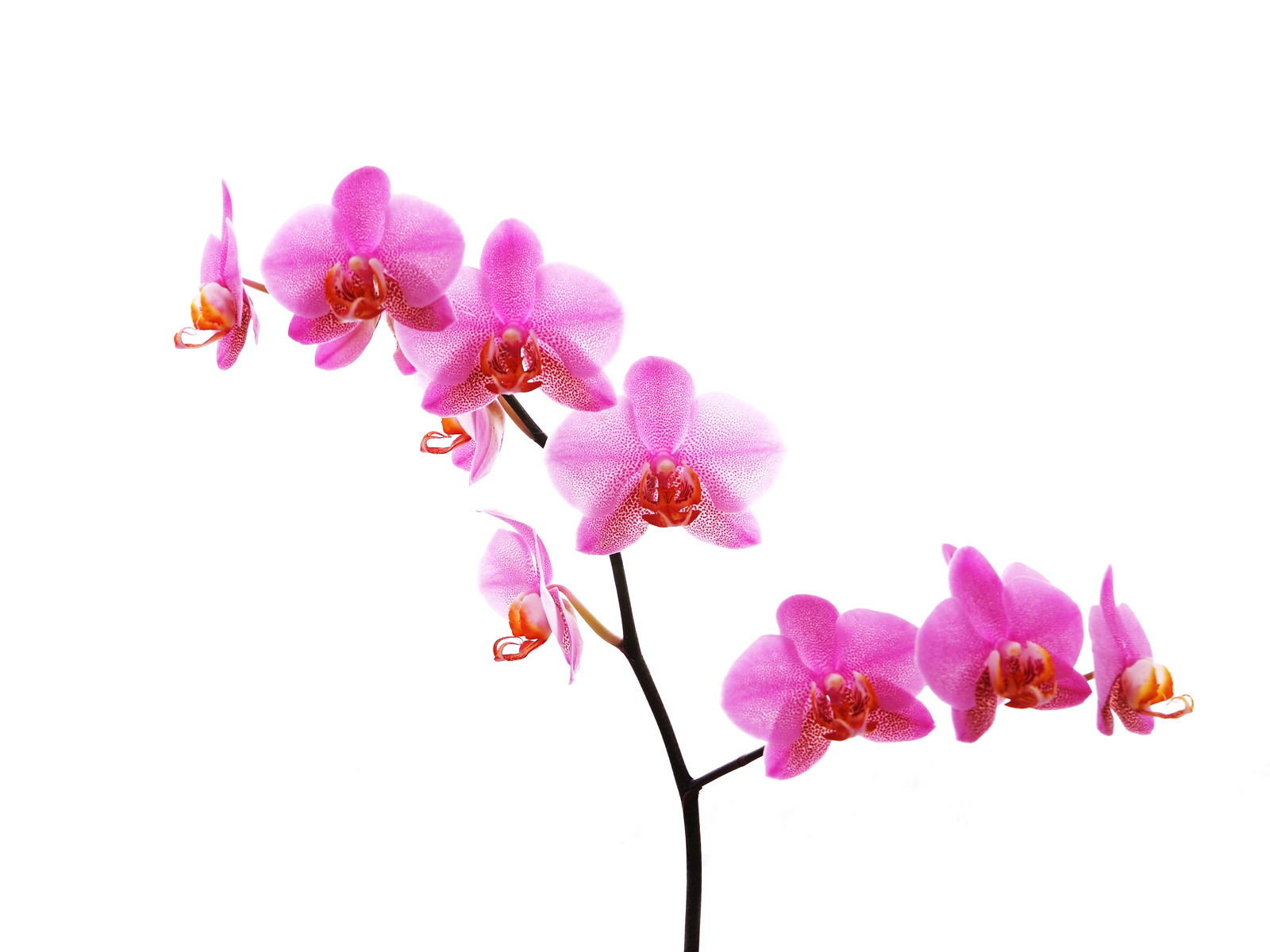 Flowers Orchid High Quality Background Pictures