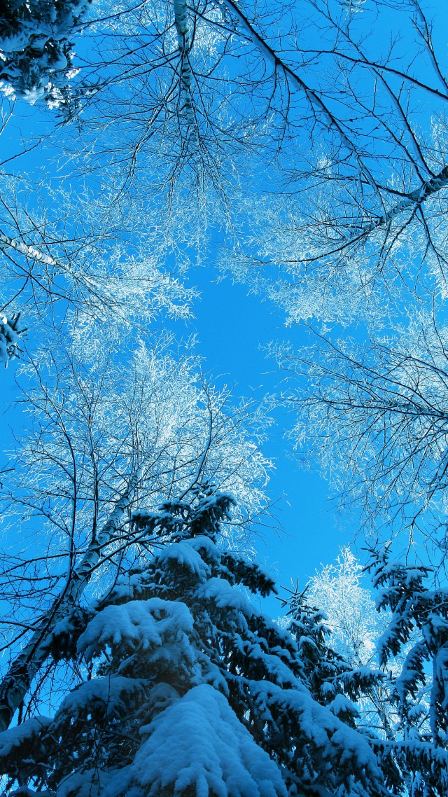 Winter 5k 4k Wallpaper Forest Fir Tree Snow