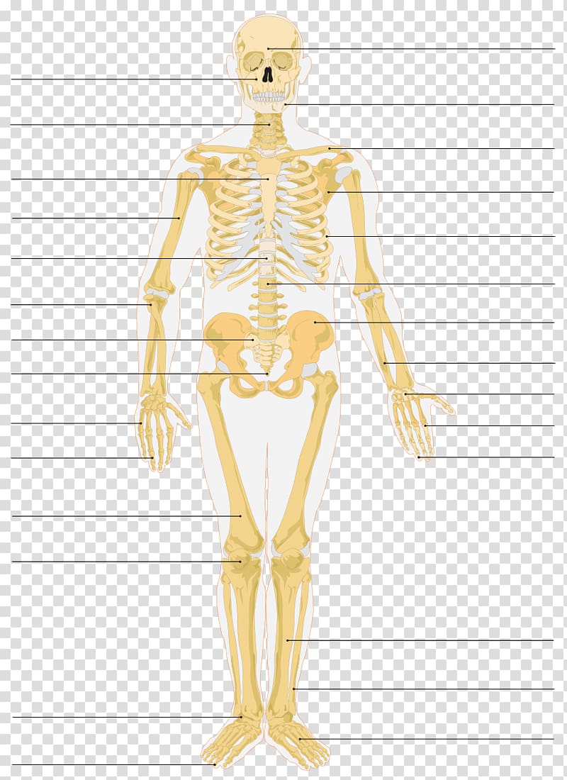 The Skeletal System Human Skeleton Bone Anatomy