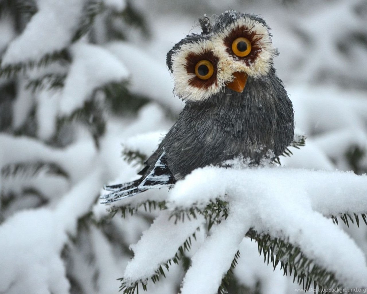 Funny Owl Wallpaper Animal Desktop Background