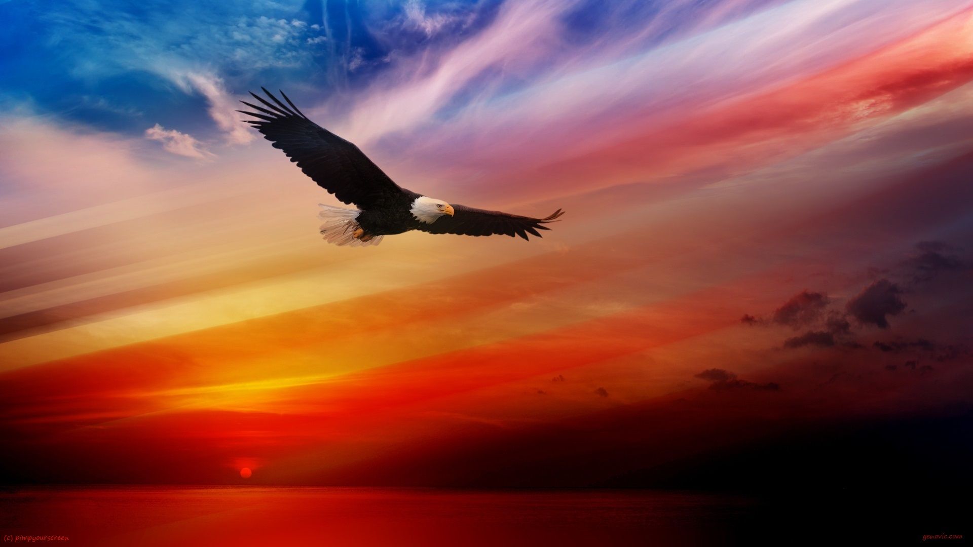Flying Bald Eagle Wallpaper HD 1080p For Desktop Wallumi