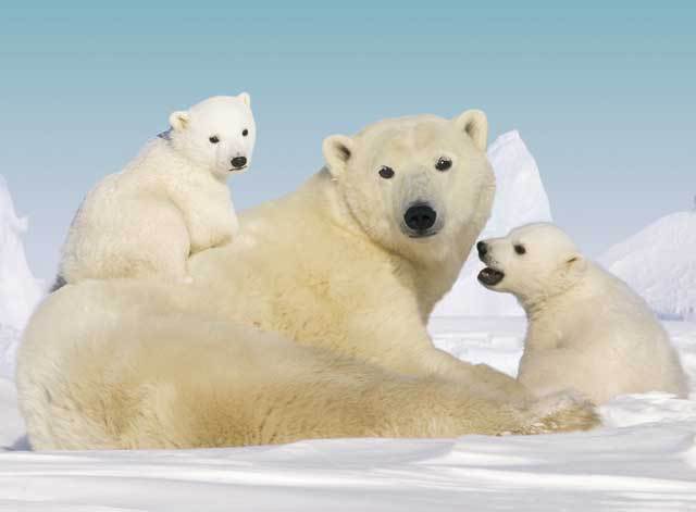 Home We Have Puzzles Cuddly Polar Bears Jigsaw Puzzle