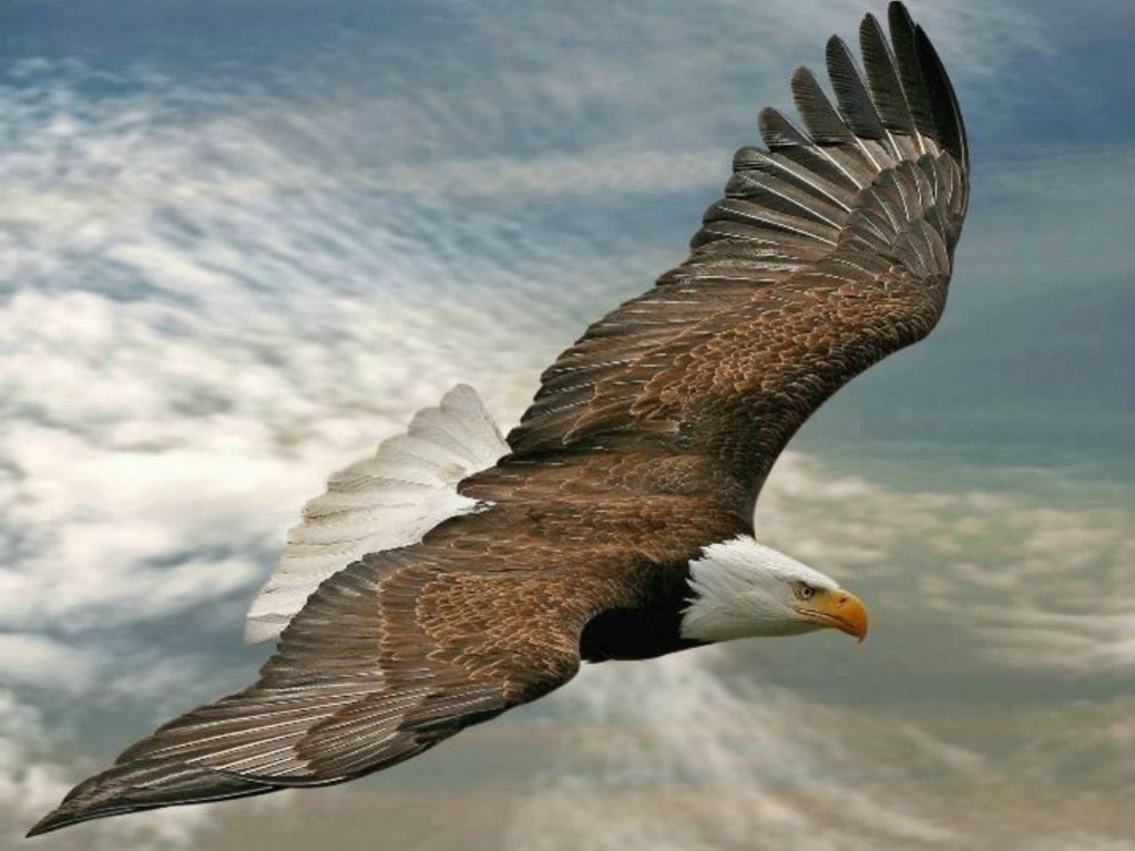 Flying Eagle One HD Wallpaper Pictures Background