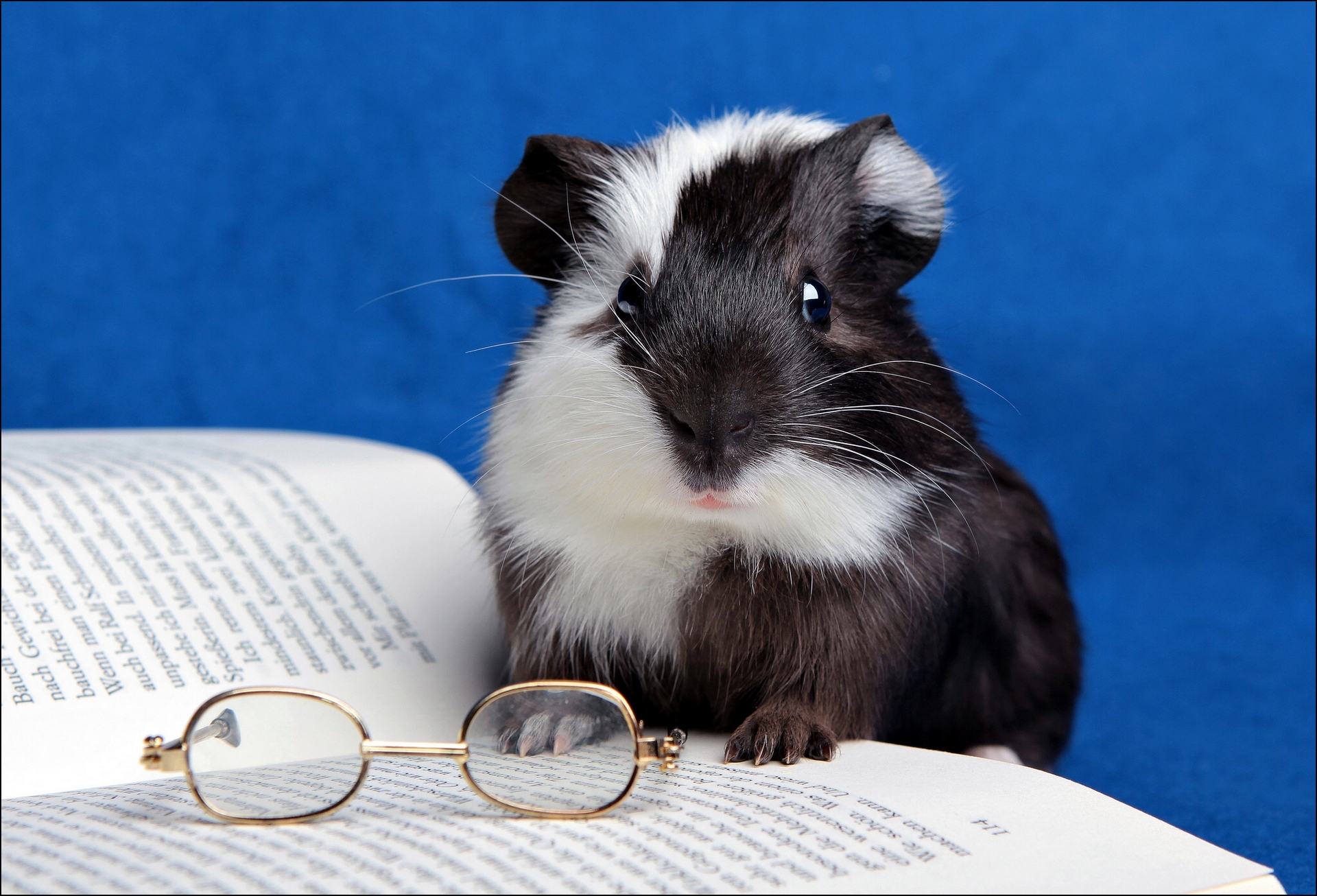 Guinea Pig Book Glasses Wallpaper Photos Pictures
