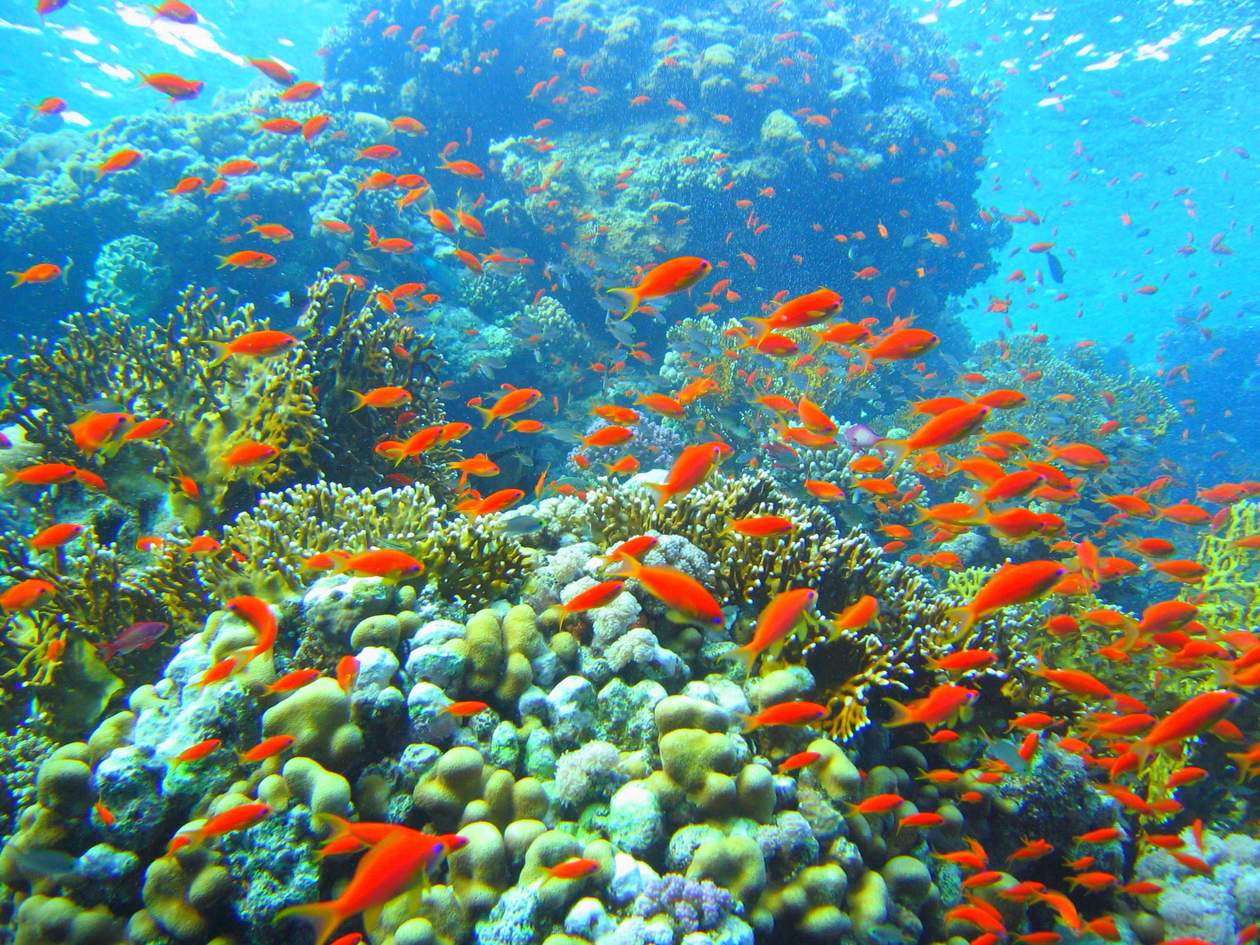 Colorful Coral Reefs Wallpaper
