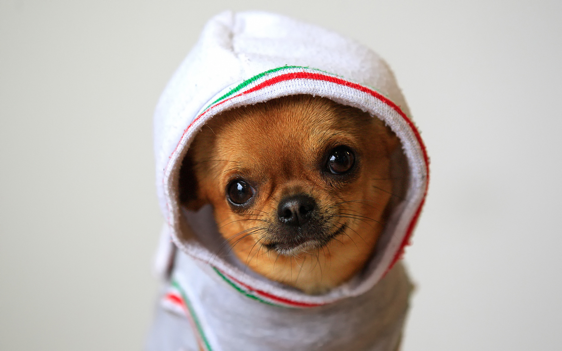 Cute Chihuahua Exclusive HD Wallpaper