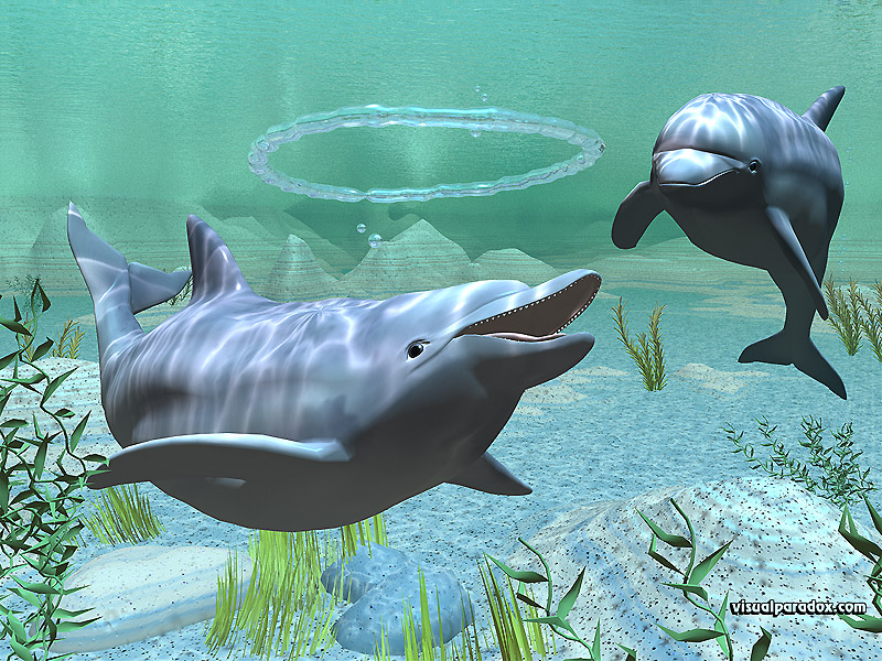 Dolphins Underwater Wallpaper Dolphin Pictures Gallery