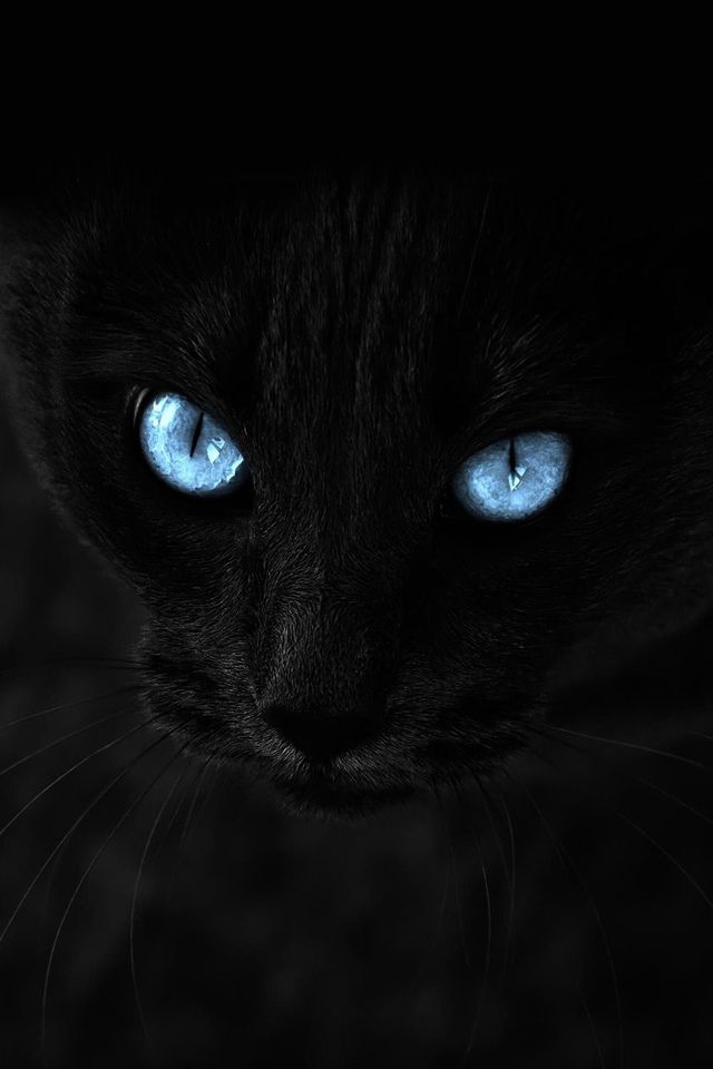 Black Cat iPhone wallpaper All eyes on you Pinterest