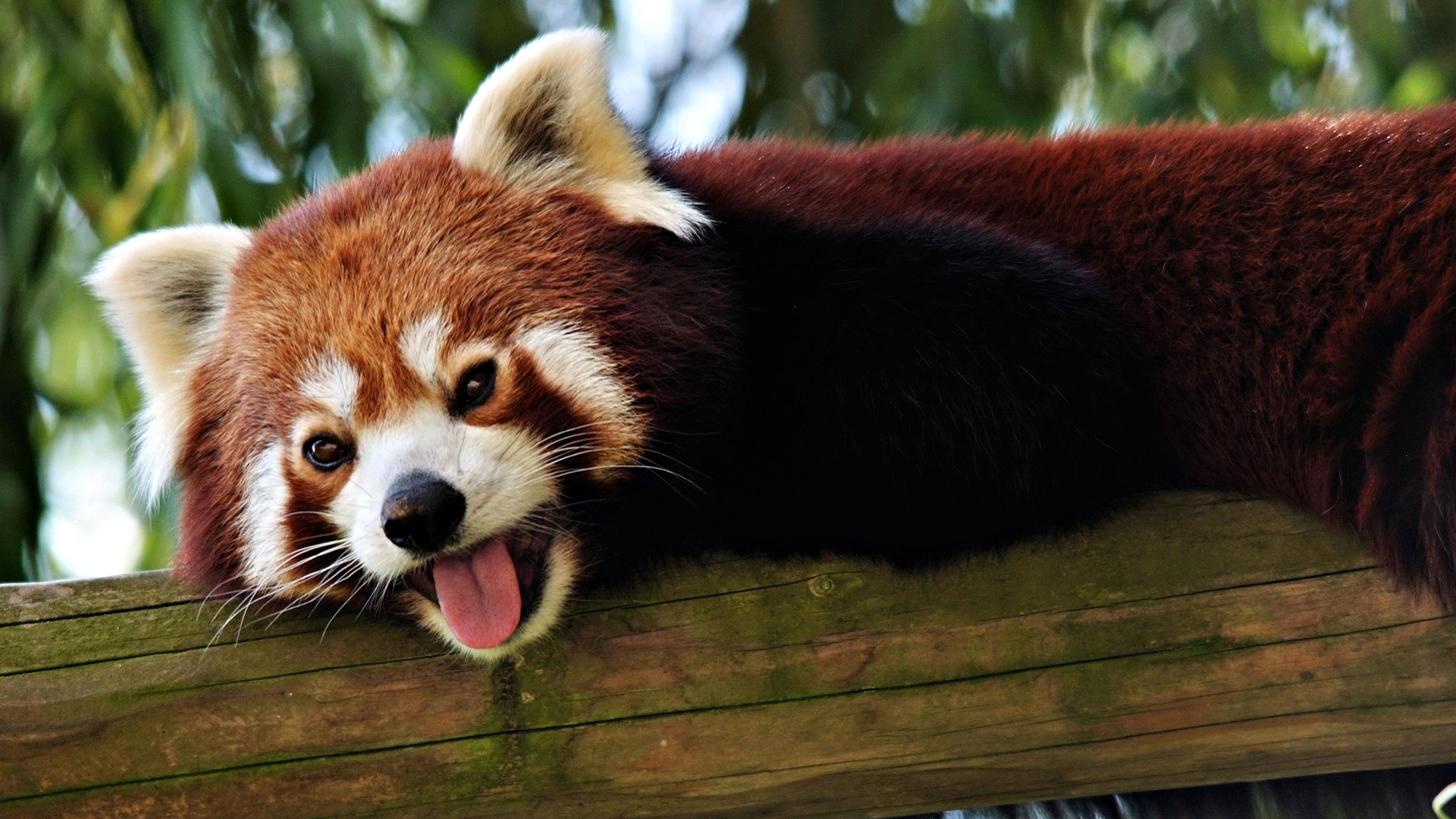 Red Panda Puter Wallpaper Desktop Background