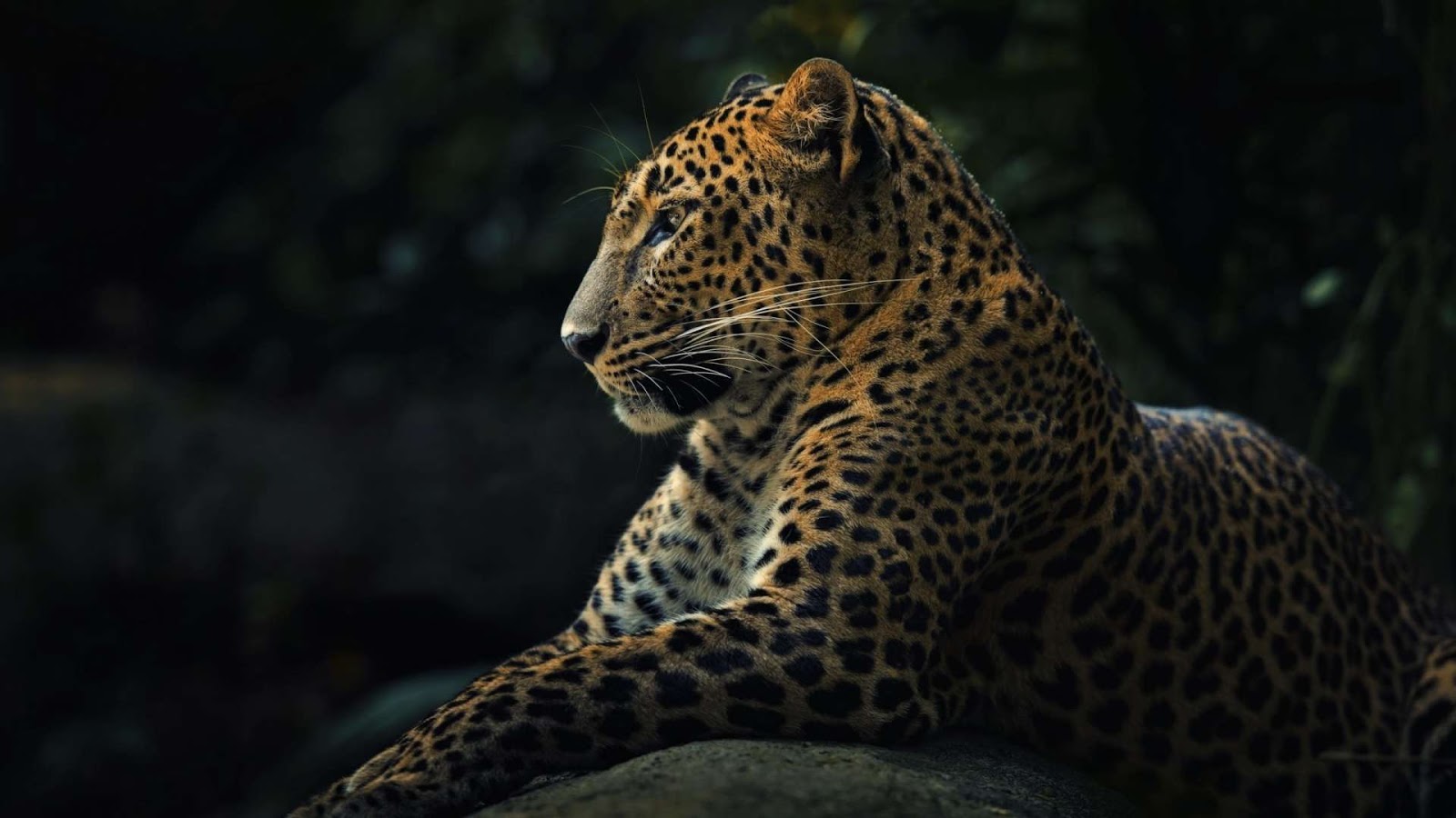 Animals Leopard Wallpaper HD Image Photos