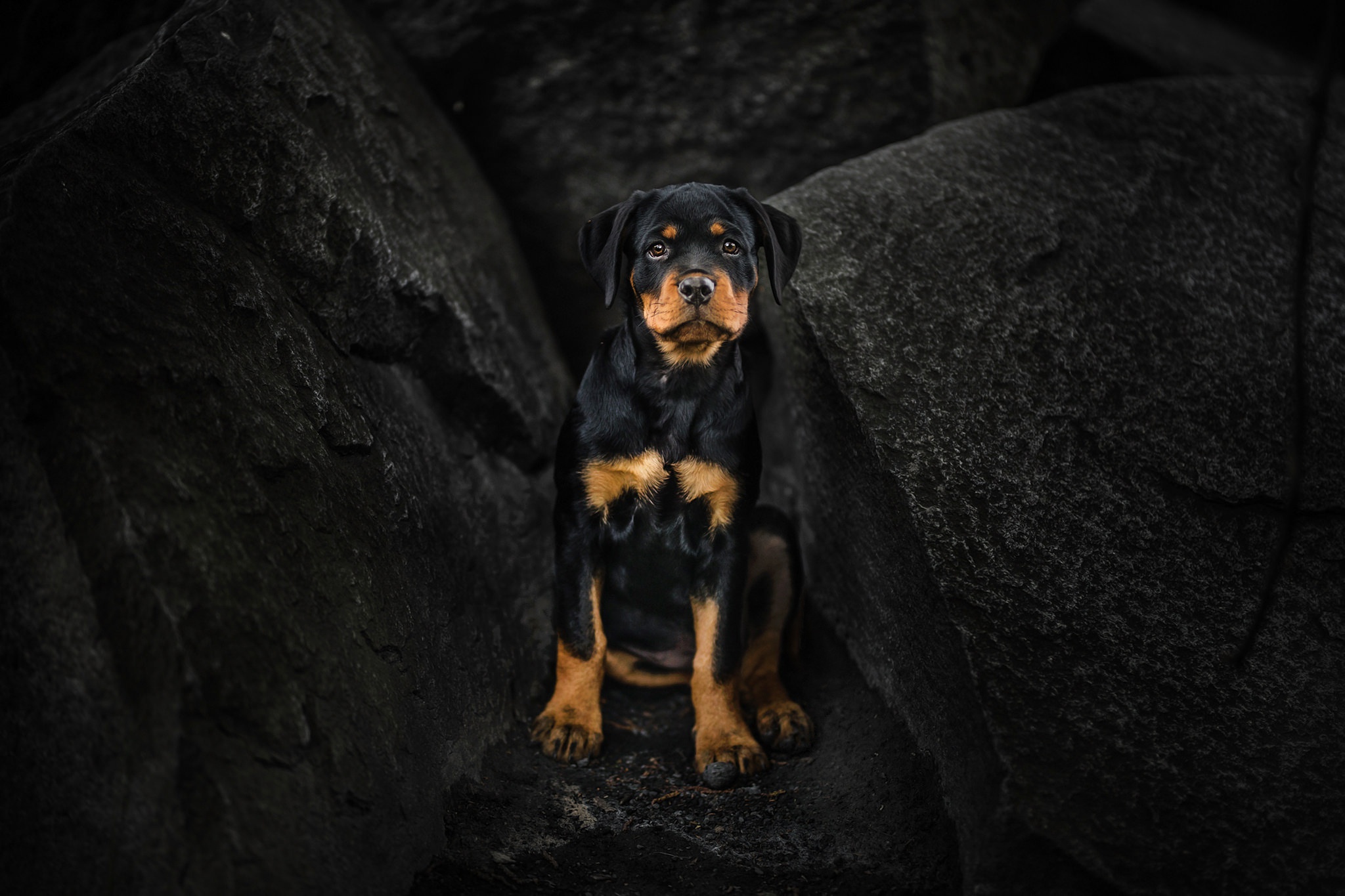 Rottweiler Wallpaper Top Background
