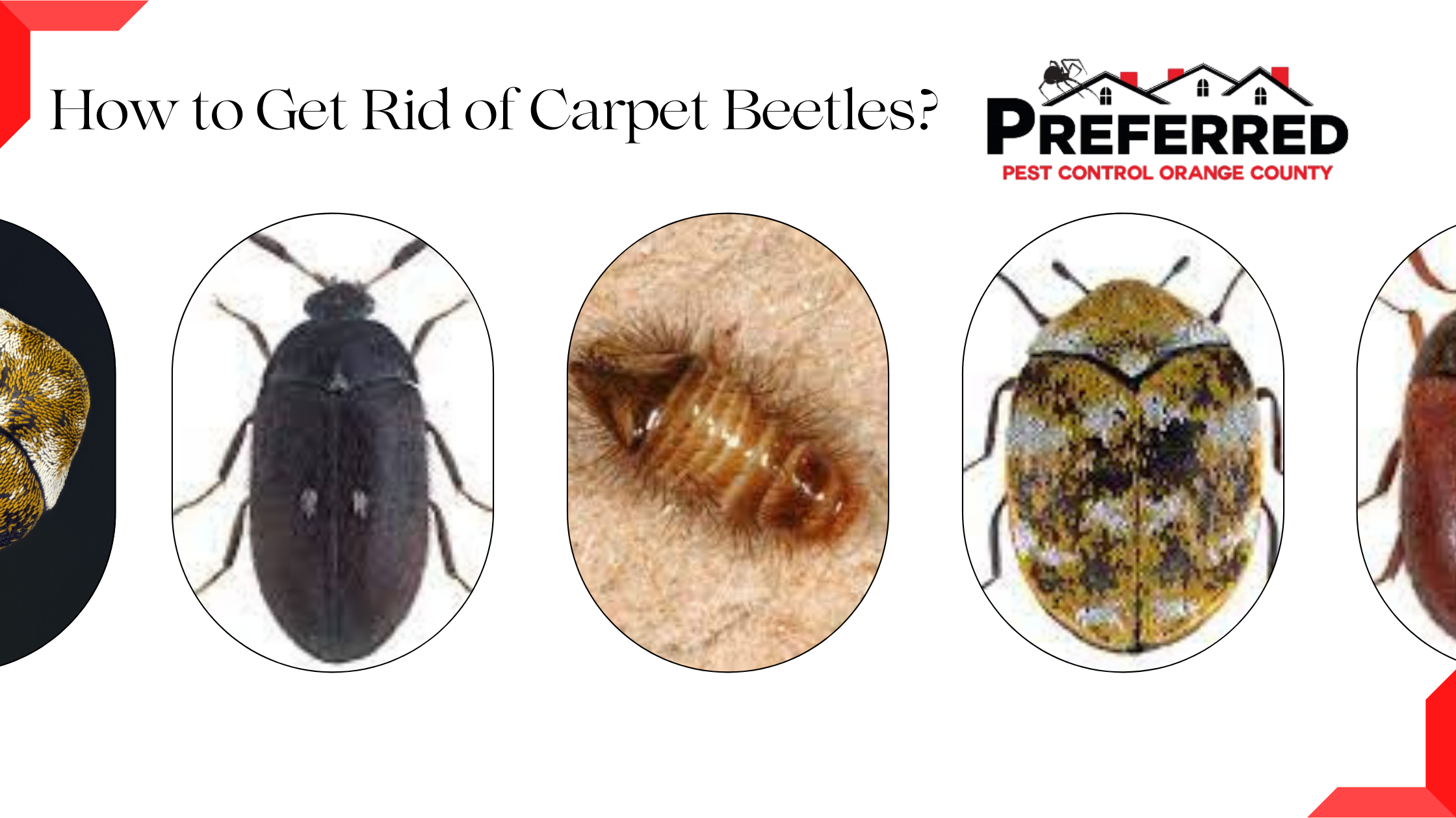 Carpet Beetles Life Cycle Wallpaper