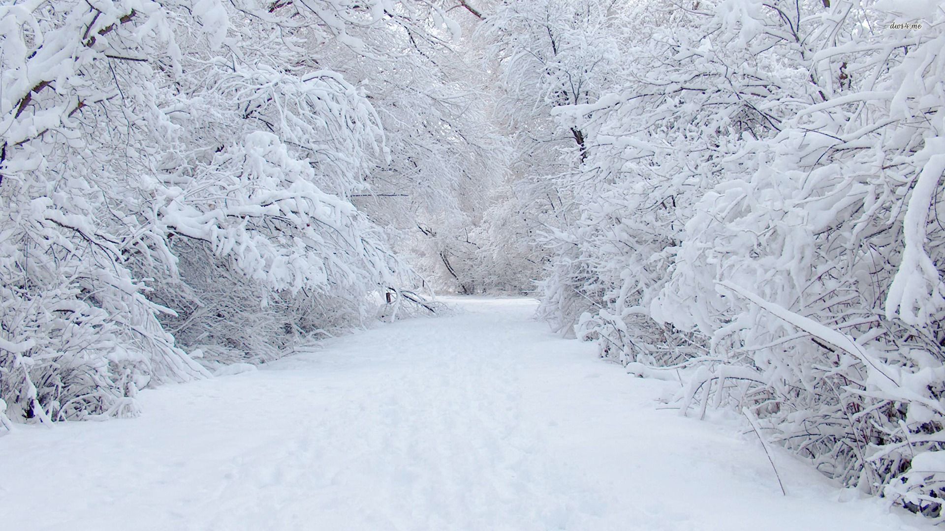 A serene winter wonderland path through snow-covered trees