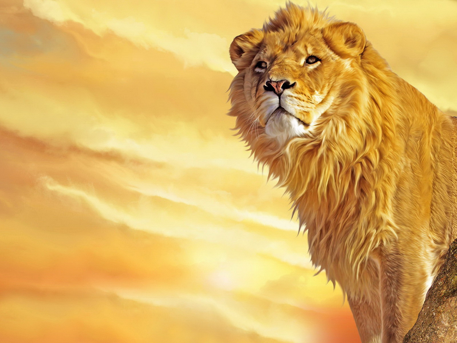 Cartoon Lions Wallpaper Lion Painting