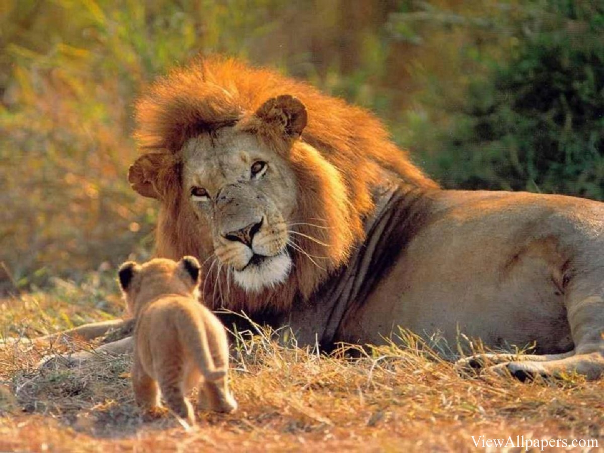 Lion And Cub High Resolution Animal Pla