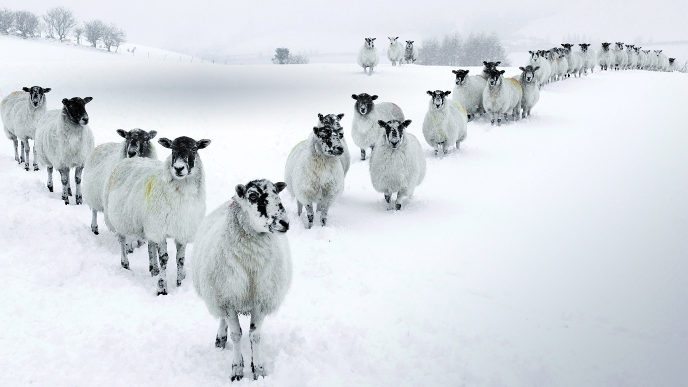 Winter Sheep Microsoft