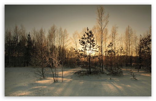 Trees Shadow Winter HD Wallpaper For Standard Fullscreen Uxga