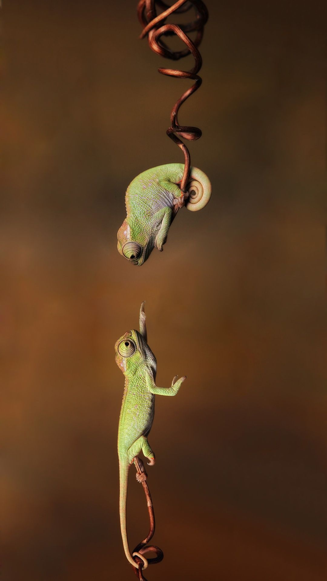 Cute Chameleon iPhone Wallpaper iPhonewallpaper