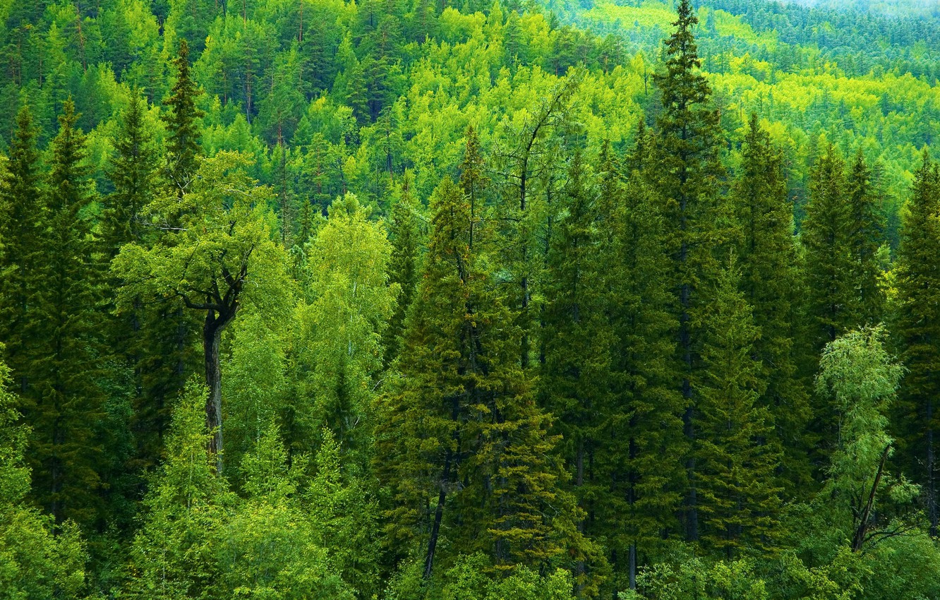 Wallpaper Greens Forest Trees Ate Russia Taiga Image For