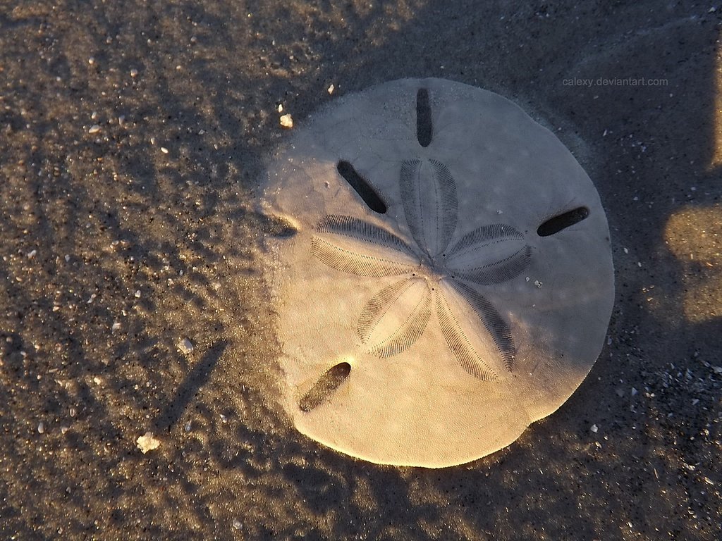 Sand dollar at Sunset by Calexy on
