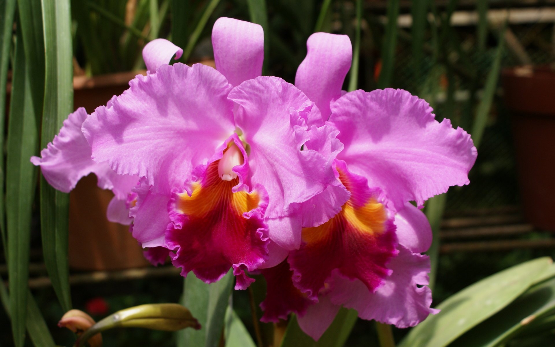 Orchids Wallpaper HD