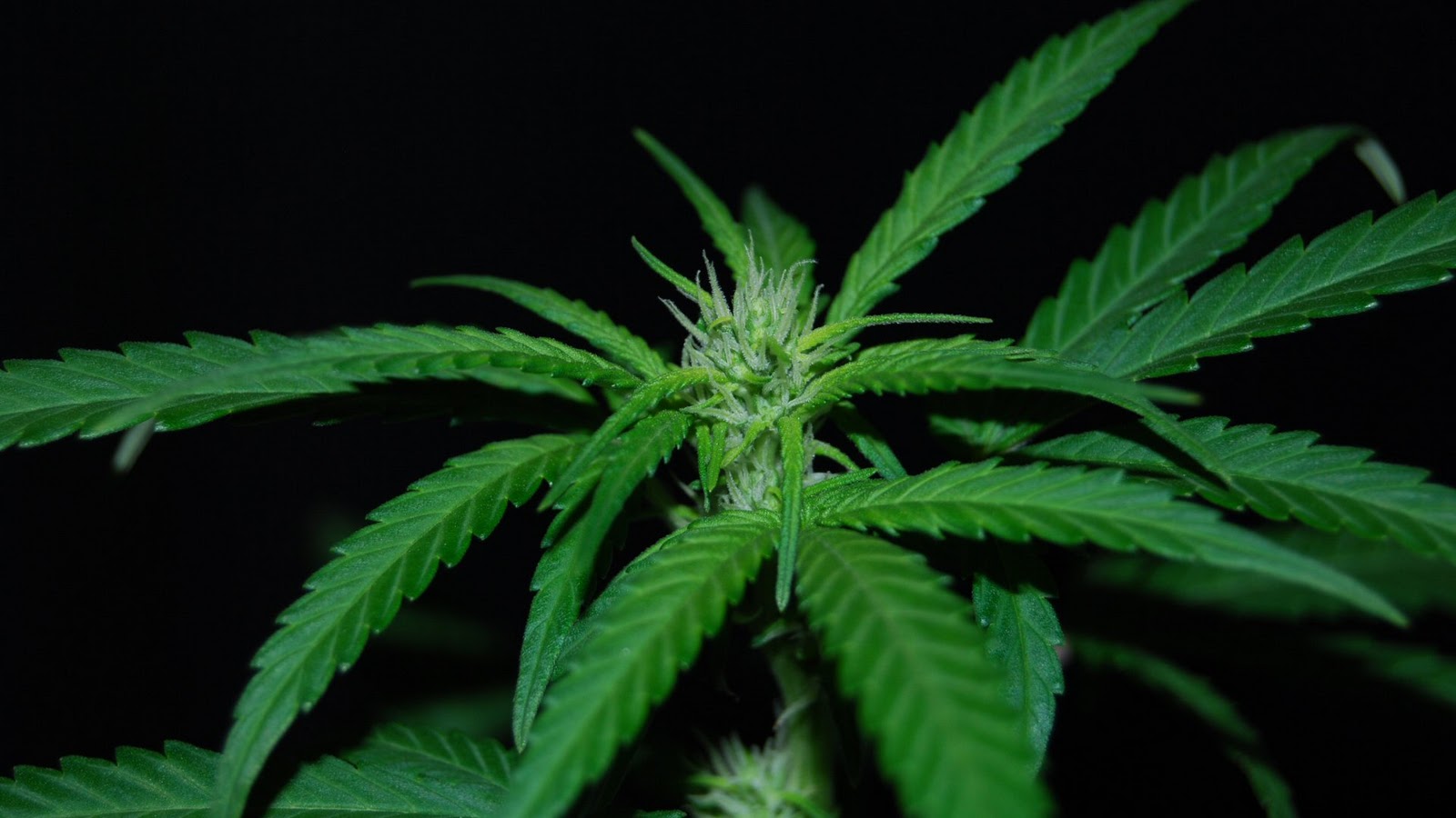 Wallpaper A Day Cannabis Plant