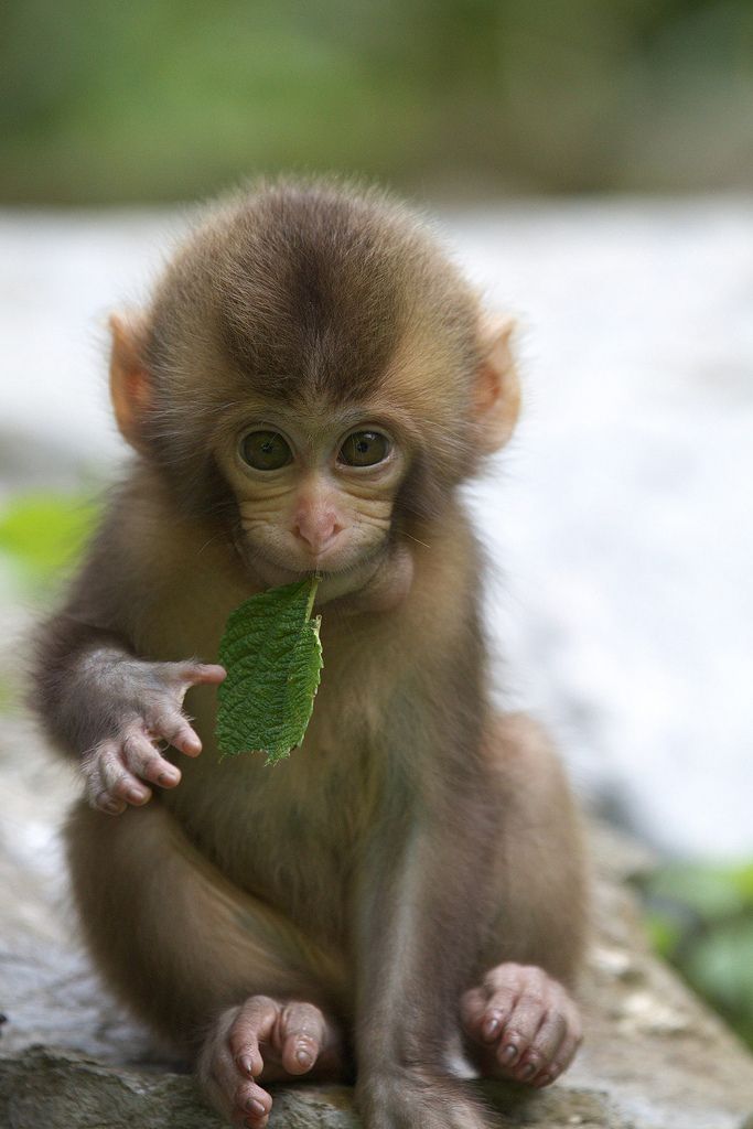Baby Monkey Sitting On The Ground While Munching A Leaf