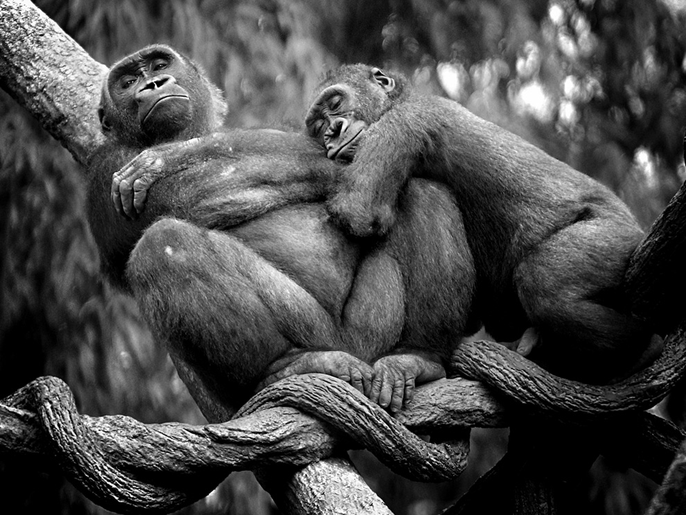 Lowland Gorillas Photo Animals Wallpaper National
