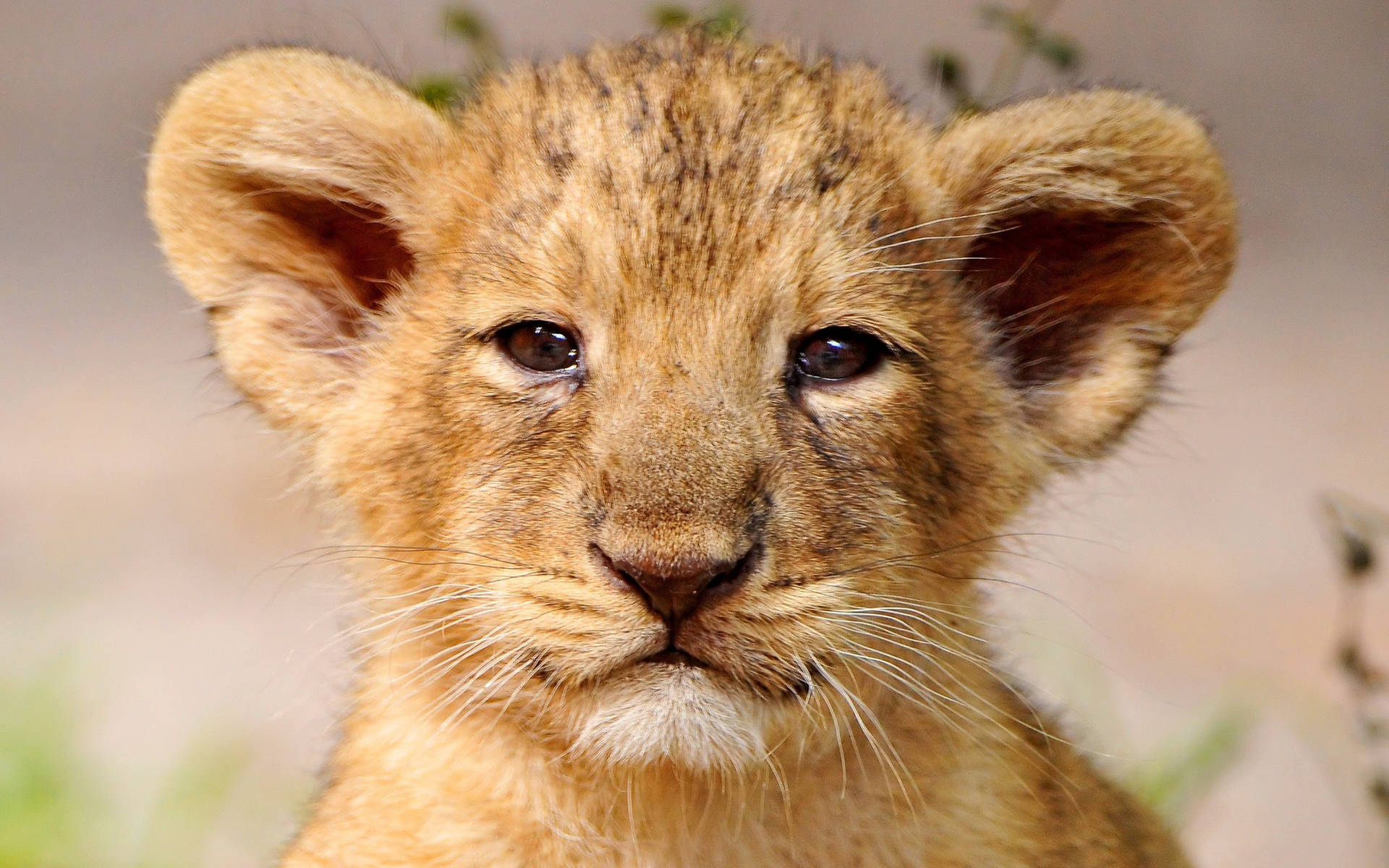 Lion Cub Wallpaper